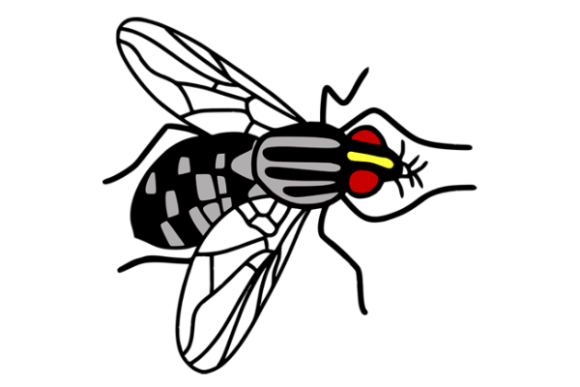 A Cartoon Fly: A Versatile Graphics Freebie for Creative Branding
